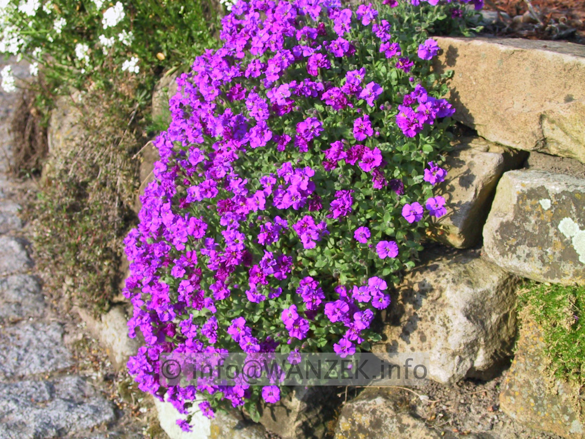 Aubrieta in Mauer.JPG